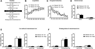 Disrupting Reconsolidation by Systemic Inhibition of mTOR Kinase via Rapamycin Reduces Cocaine-Seeking Behavior